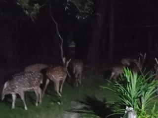 Deer Garden Guest - 9