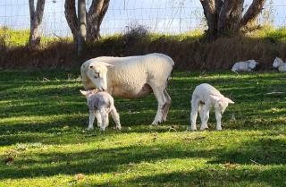 Rustic farm chalet on lifestyle farm block - 7