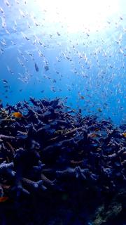 Kukaru クカル 伊平屋島の古民家一棟貸し - 5