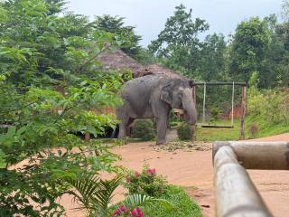 Lazy mango homestay - 9