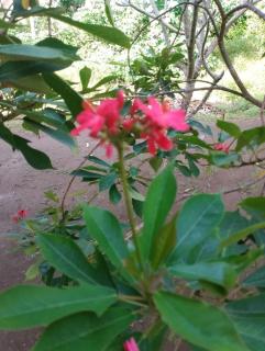 Meno Turtle BUNGALOWS - 6