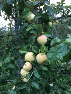 Läeahon Omena Holiday house in the middle of nature - 9