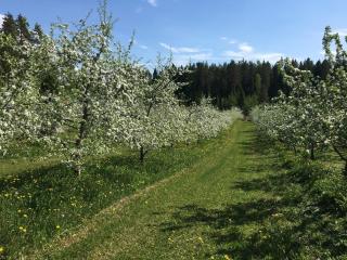 Läeahon Omena Holiday house in the middle of nature - 8
