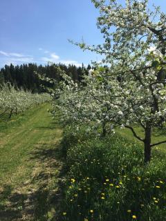 Läeahon Omena Holiday house in the middle of nature - 3