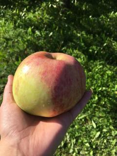 Läeahon Omena Holiday house in the middle of nature - 2