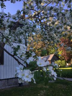 Läeahon Omena Holiday house in the middle of nature - 1