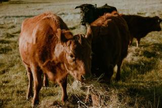 Tiny Regen Farm Stay by Tiny Away - 7