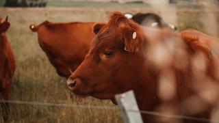 Tiny Regen Farm Stay by Tiny Away - 4