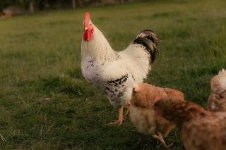 Tiny Regen Farm Stay by Tiny Away - 3