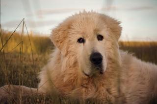 Tiny Regen Farm Stay by Tiny Away - 2