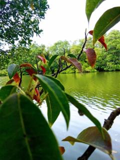 Silance Garden Villa - 5