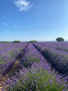 La Bastide Saint Georges & Spa - 3