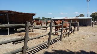 White House Montalto - 6