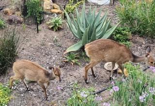 Living on a Golf Estate - Mossel Bay - 7