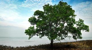 Mynubeholidays - NTCPD - 3