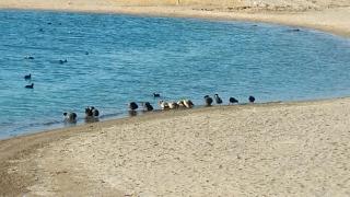 Гостевой дом Алтын Булун - Golden Bay на Иссык-Куле - 8