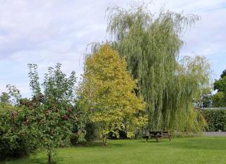 The Willows - 1