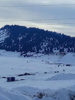 Guest house grizzly - 7