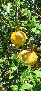 The Cottage in Eva - 2