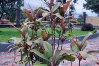 2BR Cottage Swimming Pool Near Airport - 9