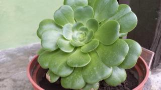 Casa turística la Nativa - 3