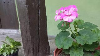 Casa turística la Nativa - 6