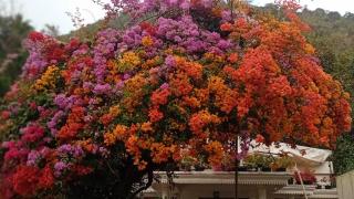 Moon moon Garden - 9