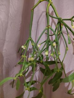 Chambre paisible - 6