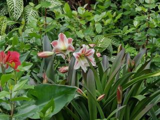 Maison des Racines - Joffre - 4