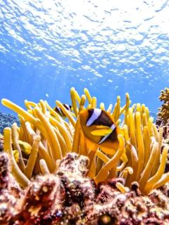 Family Modern Luxury Apartment in Marsa Alam - 0