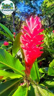 EVASION Bungalow d'Antan Spa - 7