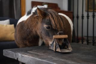 HEARTS & PONIES - Retiro Rural Privado con Piscinas - 4