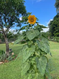 Dreamvilles Ecovillage - 2