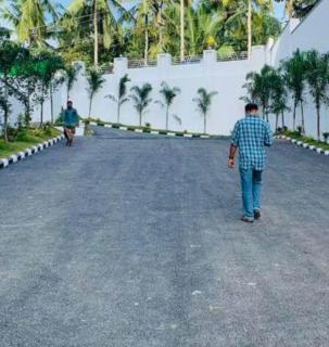 Confident Daffodils - 8