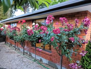 Two Totara Townhouse One Bedroom Executive Townhouse - 6