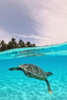 Villa Vicky by Ihaa Maldives - 9