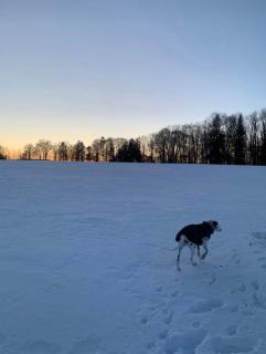Lindners Hideaways - Gutshof Pine Retreat - Sauna - In Villa - Terrasse - Garten mit Rehgehege - Frühstück verfügbar - SKI - Arber - Osser - bis 5 Pers - Hohenwarth - 1