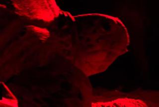 BB villa - Rekawa - Netolpitiya - 7