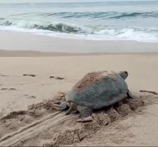 BB villa - Rekawa - Netolpitiya - 6