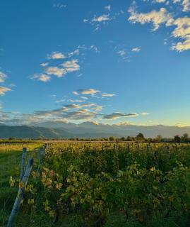 Mestvireni - Telavi - 5