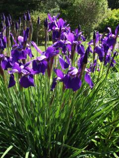 Bailey House Inn - Georgian Waterfront Retreat - 2