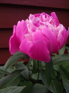 Bailey House Bed and Breakfast - Annapolis Royal - 3