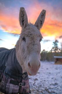 The Big Red Barn - 7