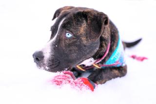 The Big Red Barn - 6