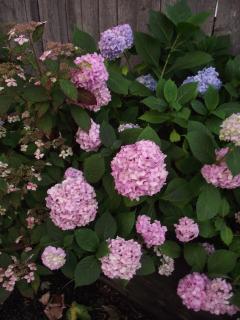 Bailey House Bed and Breakfast - Annapolis Royal - 2