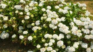 SARL Verrerie Royale - - 4
