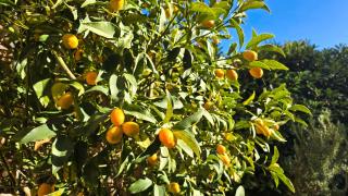 Casalionelantibes - 3