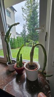 Holiday Everyday in Hemer - 9