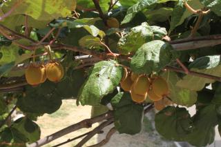 Apartments by the sea Podgora - Makarska - 6725 - 1