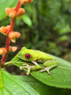 Cabinas Nasua Drake - 9